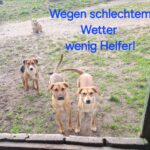 Drei Hunde stehen draußen auf schlammigem Gras in der Nähe eines Zauns, ein vierter Hund sitzt weiter hinten. Der deutsche Text auf dem Bild lautet: "Wegen schlechtem Wetter wenig Helfer!".