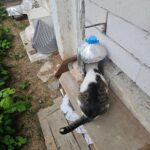 Eine weiß-graue Katze trinkt aus einer großen, in Folie eingewickelten Flasche, die auf einer Holzbank neben einem Gebäude steht. Im Hintergrund sind provisorische Unterkünfte und grüne Pflanzen entlang der Mauer zu sehen.