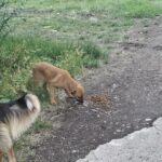 Ein kleiner brauner Welpe frisst Trockenfutter von einem Haufen auf dem Boden, während ein größerer Hund mit schwarz-braunem Fell daneben steht. Um sie herum sind Gras und Erde zu sehen.