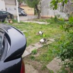 Zwei Katzen fressen aus Näpfen auf einer Rasenfläche zwischen geparkten Autos und einem Gebäude. Im Hof befinden sich Beton-Trittsteine und einige grüne Pflanzen. Ein Baum und Sträucher sind zu sehen.