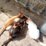Drei Katzen – eine orange-weiße, eine dreifarbige und eine weiße mit orangefarbenen Flecken – fressen Trockenfutter aus einem gemeinsamen Napf auf einer Steinterrasse in der Nähe einer mit einer Decke bedeckten Fläche.