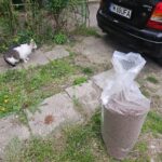 Eine weiß-graue Katze sitzt auf einem Weg in der Nähe eines Haufens Katzenfutter. Eine große Plastiktüte mit Trockenfutter steht aufrecht daneben, neben einem schwarzen Auto, das rechts geparkt ist. Im Hintergrund sind grüne Pflanzen und Gras zu sehen.