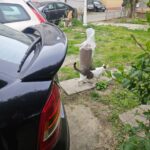 Eine weiß-graue Katze läuft auf einem Betonweg in der Nähe von geparkten Autos auf einem grasbewachsenen Hof. Daneben steht ein großer Sack mit Tierfutter aufrecht, und im Hintergrund sind mit Graffiti besprühte Gebäude zu sehen.