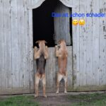 Zwei Hunde stehen auf ihren Hinterbeinen und spähen durch ein hölzernes Scheunentor. Der Text "Das ist schon schade!" und zwei traurige, enttäuschte Gesichts-Emojis sind in blauer Schrift in der oberen rechten Ecke zu sehen.