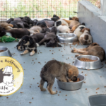 Eine Gruppe von Welpen, von denen einige schlafen und andere aus Metallnäpfen fressen, befindet sich in einem Tierheim mit einem eingezäunten Auslauf. In der unteren linken Ecke ist das Logo von „Tierhilfe Hoffnung“ zu sehen.