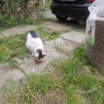 Eine schwarz-weiße Katze frisst Trockenfutter, das draußen auf einem Betonweg verstreut liegt, in der Nähe eines großen Sacks mit Katzenfutter und eines geparkten schwarzen Autos. Grüner Rasen und Pflanzen umgeben den Bereich.