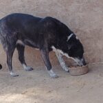 Ein schwarz-weißer Hund steht in der Nähe einer Mauer im Dreck und frisst aus einem auf dem Boden stehenden Metallnapf.