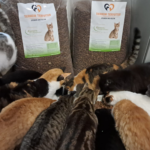 Eine Gruppe verschiedener Katzen hat sich dicht beieinander versammelt und frisst aus Näpfen, die vor zwei großen Säcken mit Katzenfutter stehen, auf denen „Tierheim Tierfutter“ steht. Die Szene wirkt geschäftig und lebhaft.