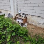 Drei weiße und graue Katzen befinden sich draußen in der Nähe einer grauen Backsteinmauer; zwei sitzen auf einem Holzregal und eine auf dem Boden neben grünen Pflanzen und Gras. In der Nähe stehen Transportboxen und Behälter.
