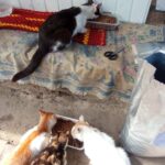 Vier Katzen fressen Trockenfutter aus zwei Näpfen; drei sitzen zusammen auf dem Boden, während eine für sich allein auf einer Matte in der Nähe einer weißen Wand frisst. In der Nähe liegen eine Schere und ein großer Sack Katzenfutter.