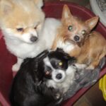 Drei kleine Hunde – ein flauschiger cremefarbener, ein struppiger brauner und ein schwarz-weißer – sitzen eng beieinander in einem roten Plastik-Hundebett, das mit einer grauen Decke ausgelegt ist. In der Nähe ist ein gelber Gegenstand zu sehen.