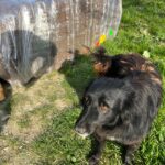 Ein schwarzer Hund mit braunen Abzeichen sitzt an einem sonnigen Tag in einem Außenbereich auf grünem Gras neben einem großen, in Plastik eingewickelten Ballen. Der Schatten des Hundes und der Schatten einer Person sind auf dem Ballen zu sehen.