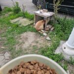 Im Vordergrund steht eine Schüssel mit Trockenfutter, aus der eine orangefarbene Katze unter einem kleinen provisorischen Unterstand neben einem schwarzen Auto auf einer Stelle aus Gras und Pflaster frisst.