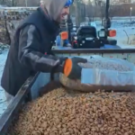 Eine Person in Winterkleidung schöpft einen großen Behälter mit Mandeln oder ähnlichen Nüssen aus einem Metallanhänger, während auf dem Boden Schnee liegt und im Hintergrund ein Traktor zu sehen ist.