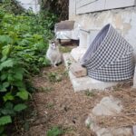 Eine weiß-graue Katze sitzt auf einem Feldweg in der Nähe von überwucherten Pflanzen, neben einem provisorischen Unterstand mit einer karierten Stoffabdeckung und Ziegelsteinen, direkt an einer verwitterten Gebäudewand.