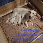 Ein weißer Hund liegt in einer Holzkiste auf einer braunen Decke und säugt drei Welpen. Der blaue Text auf dem Bild lautet in deutscher Sprache: Das Welpen-Trockenfutter für unsere Kleinen ist toll!.