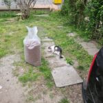 Eine weiß-graue Katze steht auf einer Rasenfläche in der Nähe einer großen, offenen Plastiktüte, die mit braunen Pellets gefüllt ist. Rechts ist teilweise ein schwarzes Auto zu sehen, und im Hintergrund stehen einige Büsche.