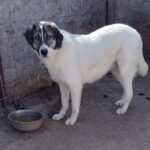 Ein großer weißer Hund mit schwarzen Flecken im Gesicht steht neben einer Schüssel mit Trockenfutter auf dem Boden in einem eingezäunten Außengehege mit Schmutzboden. Der Hund schaut in Richtung der Kamera.