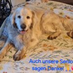 Ein älterer Golden Retriever liegt mit einem Stofftier auf einem Bett und schaut in die Kamera. Der deutsche Text am unteren Rand lautet: Auch unsere Senioren sagen Danke! 🙏❤️ (Unsere Senioren sagen Danke!).