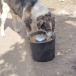 Ein großer Hund frisst im Freien Trockenfutter aus einem schwarzen Eimer. In der Mitte des Eimers befindet sich eine umgedrehte Metallschüssel.