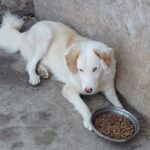 Ein flauschiger weißer Hund mit hellbraunen Ohren liegt auf einem Betonboden an einer Wand, neben einem mit Trockenfutter gefüllten Metallnapf. Der Hund sieht entspannt aus und starrt leicht nach unten.
