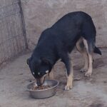 Ein schwarzbrauner Hund frisst aus einem Metallnapf in einem Gehege mit Drahtzaun und Holzwänden.