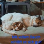 Zwei Hunde schlafen Seite an Seite auf einem Bett in einem gemütlichen Zimmer. Ein Hund ist größer und weiß mit braunen Flecken, der andere ist kleiner mit ähnlicher Färbung. Der blaue Text auf Deutsch lautet: Mit vollem Bauch schläft es sich gut!.