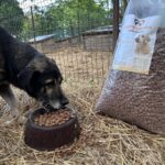 Ein großer Hund frisst Trockenfutter aus einem Napf, der auf Stroh neben einem Sack Hundefutter in einem eingezäunten Außenbereich steht.