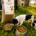 Ein schwarz-weißer Welpe frisst Trockenfutter aus einem Napf auf dem Rasen, neben einem weiteren vollen Napf und einem großen Sack Hundefutter mit der Aufschrift „Tierheim Tierfutter“ und dem Bild eines Hundes.