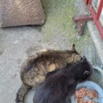 Zwei Katzen, eine getigerte und eine schwarze, fressen aus Näpfen auf einer Betonfläche in der Nähe eines roten Geländers. Daneben steht ein großer Sack mit Trockenfutter und in den Näpfen befindet sich etwas Nassfutter.