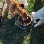 Ein brauner Hund frisst aus einem Napf mit Trockenfutter auf dem Rasen, während zwei flauschige weiße Welpen daneben stehen – der eine schnüffelt am Futter, der andere schaut auf den Napf.