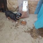 Ein kleiner schwarz-grauer Hund steht auf Beton neben einem Metallnapf mit Trockenfutter; im Hintergrund sind ein großer Sack Hundefutter und ein blaues Tuch zu sehen.