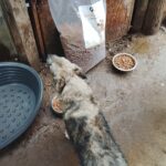 Ein Hund steht auf einem Lehmboden und blickt auf Schüsseln mit Trockenfutter, die neben einem großen, offenen Sack mit Trockenfutter und einem Plastiknapf stehen. Die Kulisse wirkt rustikal, mit Holzwänden und verstreutem Futter.