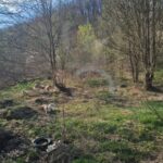 Eine bewaldete, grasbewachsene Fläche mit kahlen Bäumen und ein paar Hunden, die herumschnüffeln. Ein alter Reifen liegt auf dem Boden, und die Sonne scheint durch den teilweise bewölkten Himmel. Grünes Gras und Unterholz bedecken die Landschaft.