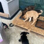 Vier Hunde fressen aus Näpfen mit Trockenfutter, die auf einer Holzplattform neben einer Hundehütte und einem Sack Hundefutter stehen, im Hintergrund ist ein grüner Drahtzaun zu sehen.