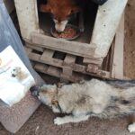 Ein brauner Hund frisst Trockenfutter in einer hölzernen Hundehütte, während ein grau-weißer Hund draußen auf dem Boden an einem Sack Hundefutter schnüffelt.