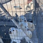Vier weiße Hunde befinden sich in einem eingezäunten Außengehege. Drei von ihnen stehen in einer Gruppe nahe am Zaun, wobei einer die Zähne zeigt, während der vierte allein im Hintergrund steht. Man sieht Fressnäpfe und eine Hundehütte.