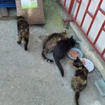 Drei Katzen fressen Nassfutter aus Näpfen, die auf dem Boden in der Nähe eines roten Metallzauns stehen, während eine vierte Katze daneben steht. Im Hintergrund sind ein großer Sack mit Trockenfutter und Plastikboxen zu sehen.