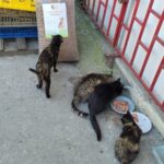 Vier Katzen fressen aus Näpfen, die auf dem Boden neben einem großen Sack Katzenfutter, blauen und gelben Plastikkisten und einem roten Metallzaun stehen. Sie befinden sich im Freien auf einer Betonfläche.