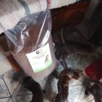 Mehrere Katzen versammeln sich in der Nähe eines großen Sacks mit Trockenfutter, der auf dem Boden steht; eine Katze ist teilweise auf einem nahegelegenen Bett zu sehen, das mit einer gestreiften Decke bedeckt ist.