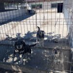 Drei Hunde stehen hinter einem Drahtzaun in einem sonnendurchfluteten Zwingerbereich im Freien, im Hintergrund ist ein Gebäude zu sehen, und auf den Boden fallen einige Schatten.