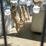 Vier hellfarbige Hunde stehen auf ihren Hinterbeinen und blicken über eine Mauer hinweg. Ein weiterer Hund steht auf dem Dach eines Zwingers. Über jedem Hund sind Sprechblasen mit deutschen Sätzen zu sehen. Die Szene scheint in einem Zwinger im Freien zu spielen.