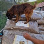 Ein großer brauner Hund steht auf einem Stapel von Hundefuttersäcken, schnüffelt an einem Sack, während eine Menschenhand nach den Säcken greift. Im Hintergrund sind Bäume und ein Gebäude mit rotem Dach zu sehen.