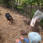 Eine Person mit einer hellblauen Mütze streckt ihren Arm in Richtung eines vorsichtigen Hundes aus, der auf Stroh liegt, neben einem Napf und einem großen Sack Hundefutter in einem umzäunten Außenbereich.