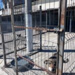 An einem sonnigen Tag steht ein Hund hinter einem Metallzaun in einem betonierten Außengehege. Der Hund blickt durch die Gitterstäbe hinaus, und Schatten fallen auf den Boden. Die Umgebung wirkt menschenleer.