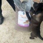 Ein kleiner schwarzer Hund steht auf den Hinterbeinen und streckt die Pfote nach einem großen Sack Hundefutter aus, auf dessen Etikett ein Hund abgebildet ist. Der Boden besteht aus Beton, und links sind teilweise die Beine einer Person zu sehen.