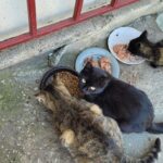 Drei Katzen fressen aus Näpfen mit Trocken- und Nassfutter, die auf dem Boden in der Nähe eines roten Metallzauns stehen. Eine schwarze Katze blickt in die Kamera, während die beiden anderen Katzen – eine getigerte und eine überwiegend schwarze – ganz auf das Fressen konzentriert sind.