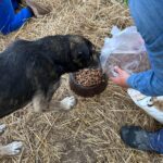 Eine Person schüttet Trockenfutter für Hunde in einen Napf, der auf einem mit Stroh bedeckten Boden steht, während ein schwarz-brauner Hund daraus frisst. Im Hintergrund sind ein weiterer Hund und eine weitere Person teilweise zu sehen.