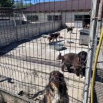Mehrere Hunde befinden sich unter strahlend blauem Himmel in einem eingezäunten Außenbereich mit Betonboden. Einige Hunde sitzen oder liegen in der Nähe des Zauns, während andere im Hintergrund umherstreifen oder sich ausruhen.