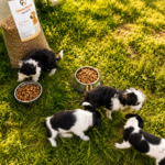 Vier schwarz-weiße Welpen fressen Trockenfutter aus Metallnäpfen auf grünem Gras neben einem großen, offenen Sack mit Hundefutter, während das Sonnenlicht Schatten über die Szene wirft.
